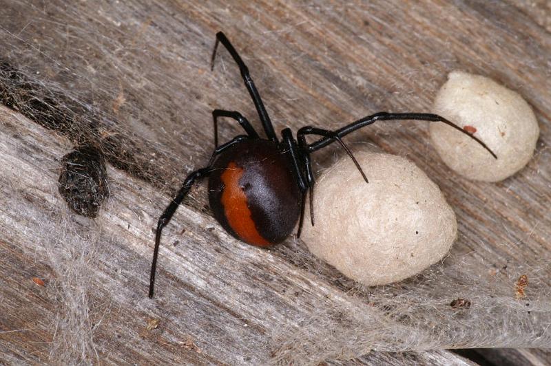 Latrodectus_hasselti_D3629_Z_82_Hamelin pool_Australie.jpg